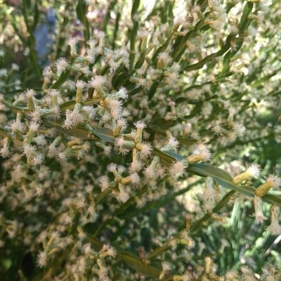 Baccharis trimera — flower