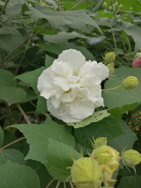 Cotton-rose