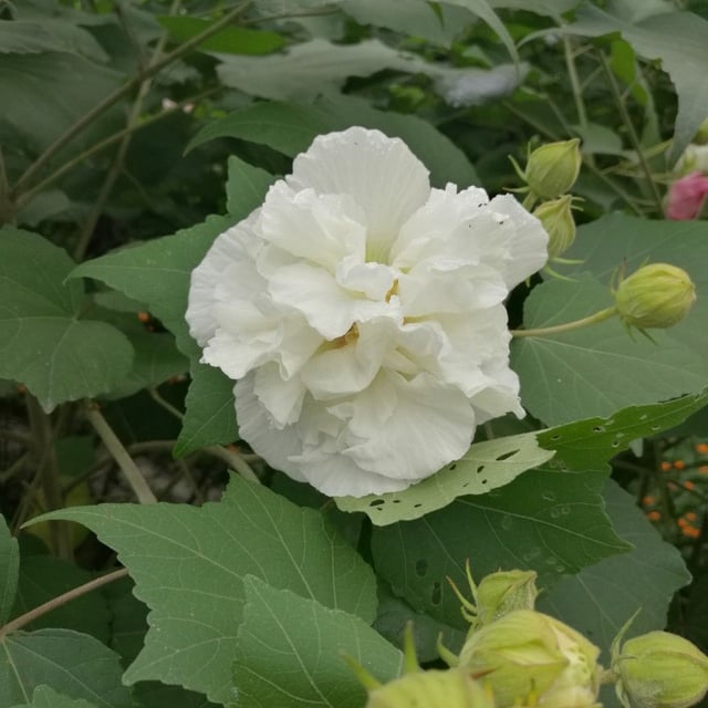 Cotton-rose