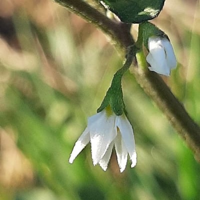 Solanum villosum — flower