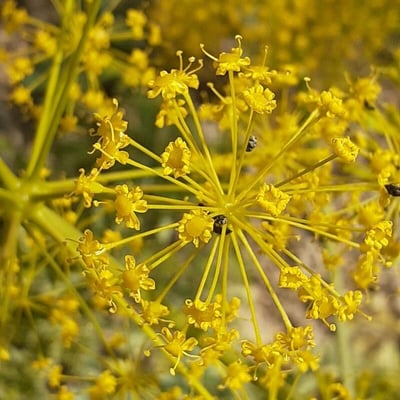 Thapsia villosa — flower