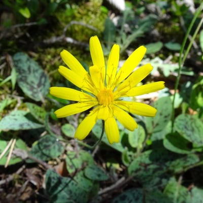 Hieracium maculatum — flower