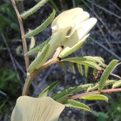 Vicia hybrida — flower