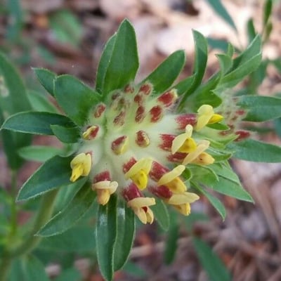 Anthyllis vulneraria — flower