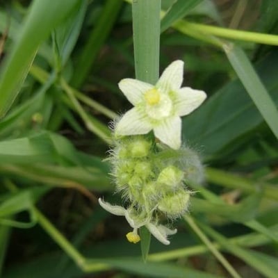 Sicyos angulatus — flower