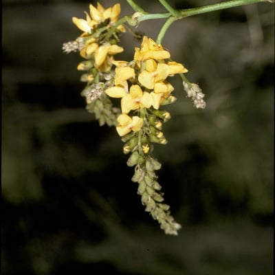 Pterocarpus santalinoides — flower