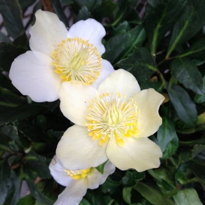 Helleborus niger — flower
