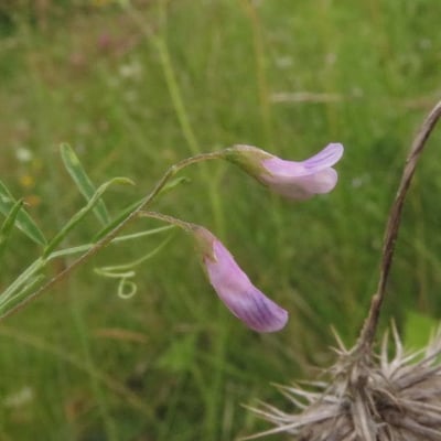Vicia tetrasperma — flower