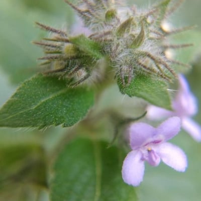 Mesosphaerum suaveolens — flower