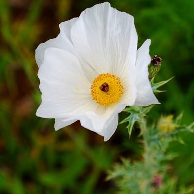 Argemone albiflora — flower