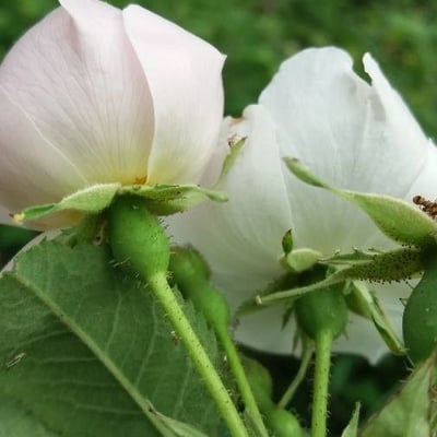 Rosa tomentosa — flower