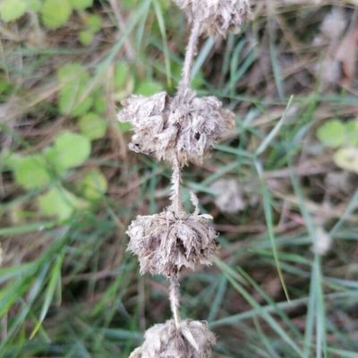Ballota hirsuta — flower