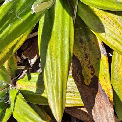 Celmisia spectabilis — leaf