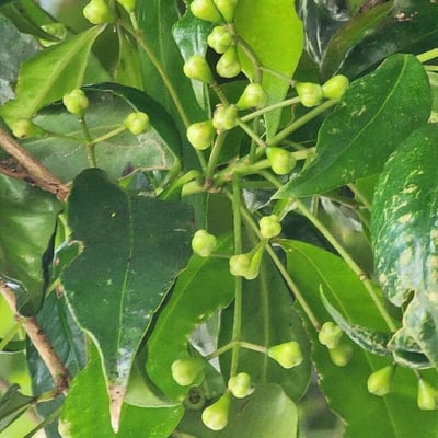 Syzygium smithii — flower