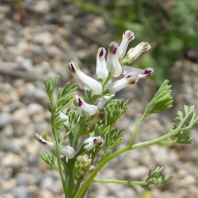 Fumaria parviflora — flower