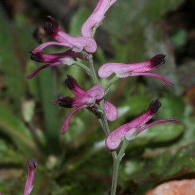 Fumaria reuteri — flower
