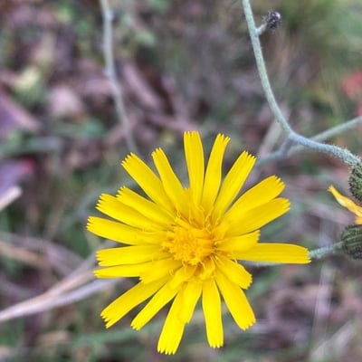 Hieracium glaucinum — flower