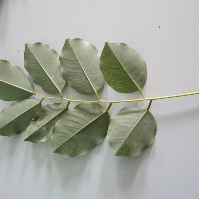 Pterocarpus erinaceus — leaf