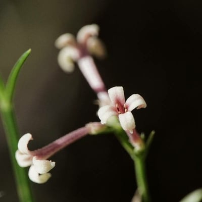 Asperula cynanchica — flower