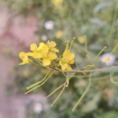 Sisymbrium loeselii — flower