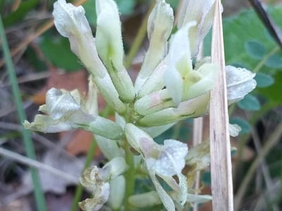 Yellow milk-vetch