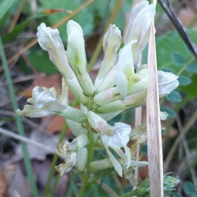 Yellow milk-vetch