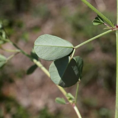 Melilotus neapolitanus — leaf