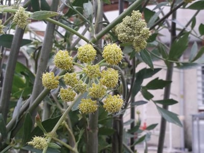 Garden lovage