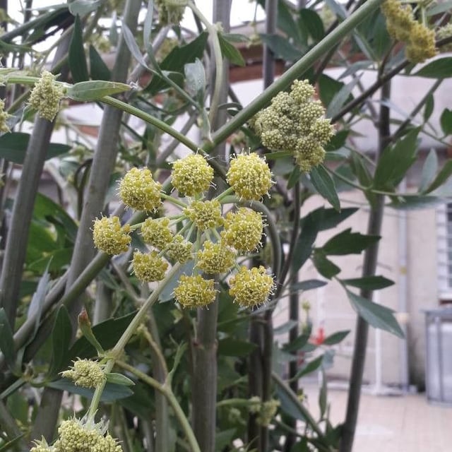 Garden lovage