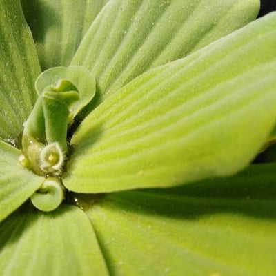 Pistia stratiotes — flower