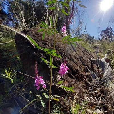 Indigofera australis — flower