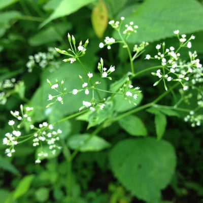 Cryptotaenia canadensis — flower