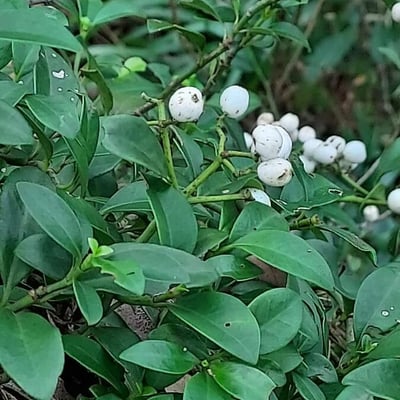 Psychotria serpens — leaf