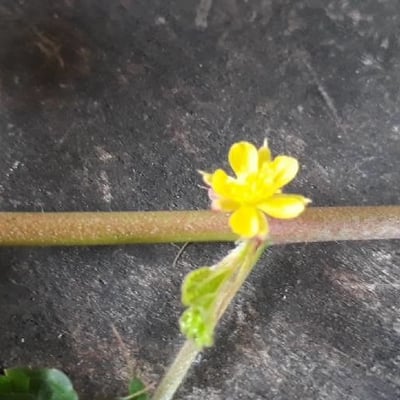 Waltheria indica — flower