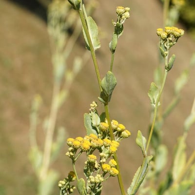 Tanacetum balsamita — flower