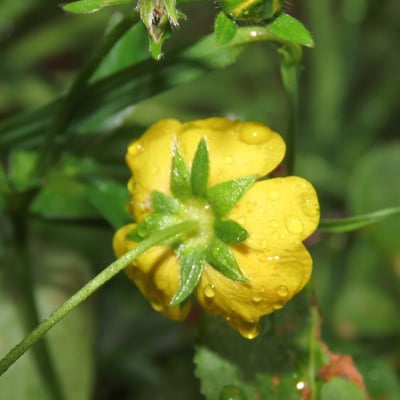 Potentilla aurea — flower