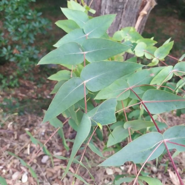 Eucalyptus rubida — leaf