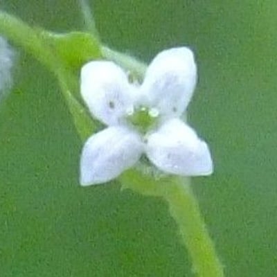 Galium uliginosum — flower
