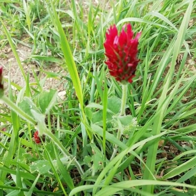 Trifolium incarnatum — flower