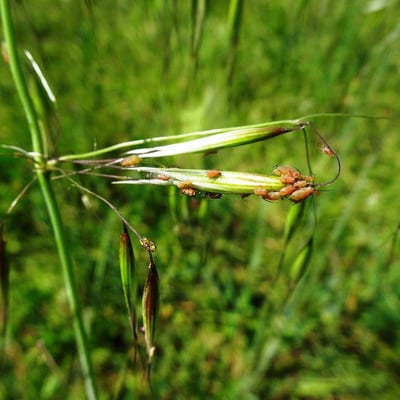 Avena barbata — flower