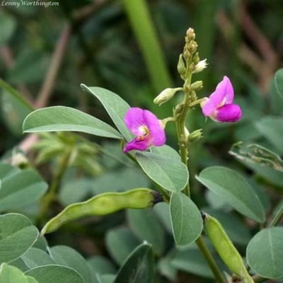 Tephrosia purpurea — flower