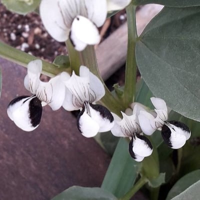 Vicia faba — flower