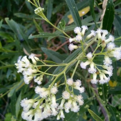 Baccharis latifolia — flower