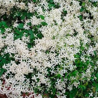 Clematis terniflora — flower