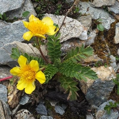 Geum reptans — flower