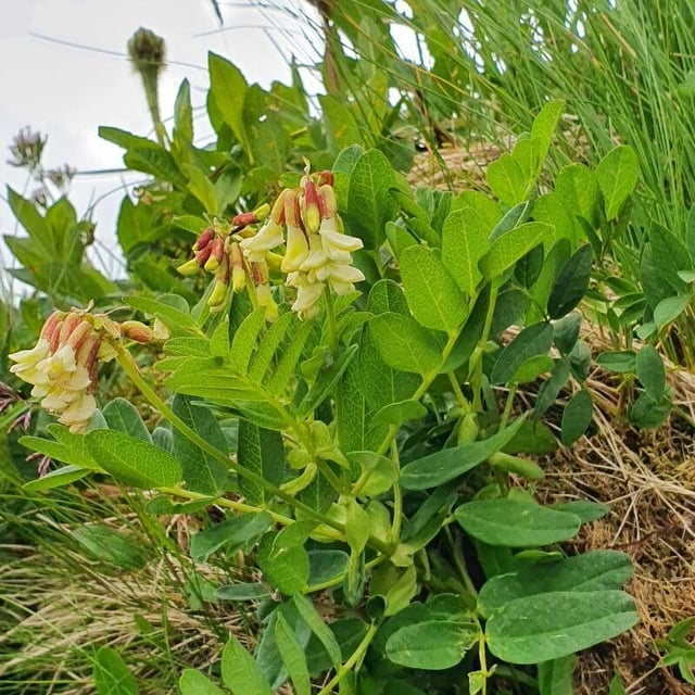 Astragalus frigidus — flower
