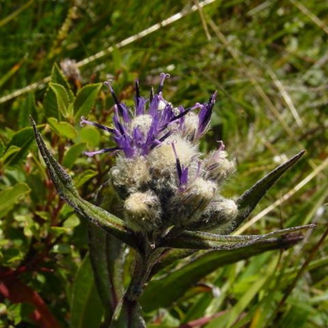 Saussurea alpina — flower