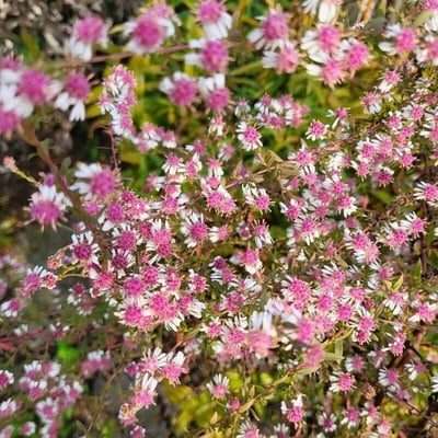 Symphyotrichum lateriflorum — flower