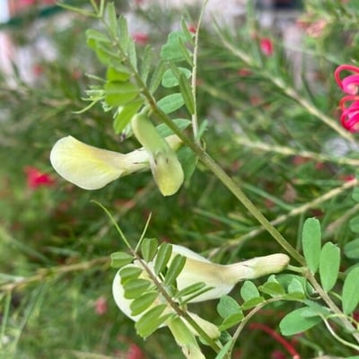Vicia hybrida — flower