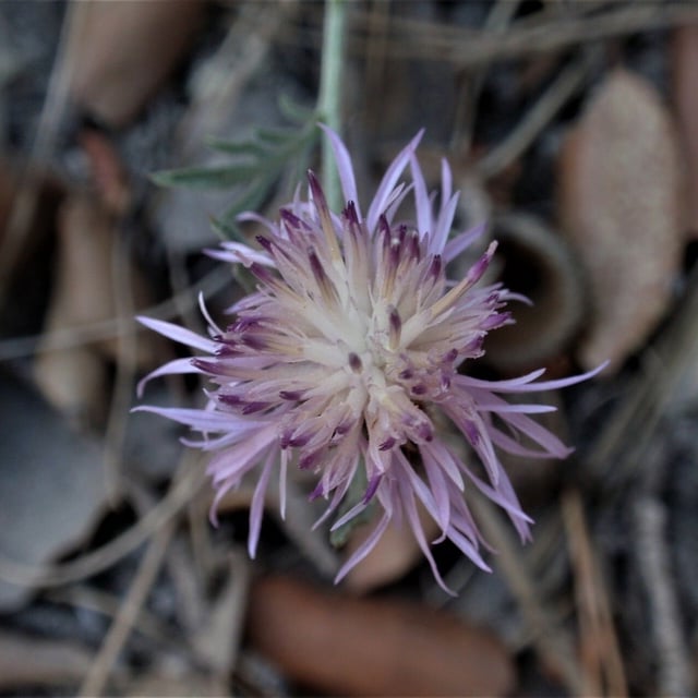 Centaurea boissieri — flower